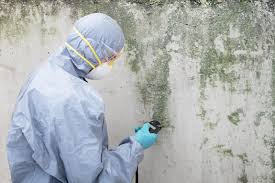 Trusted Ozona, TX Mold Prevention & Removal  Experts